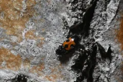 Glischrochilus moratus thumbnail 2