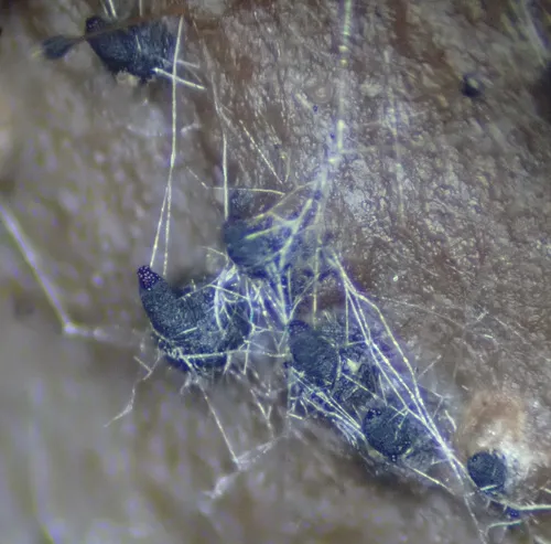 Sordaria fimicola