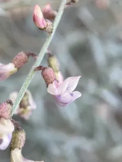 solitary milkvetch thumbnail 1