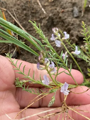 Mulford's Milkvetch