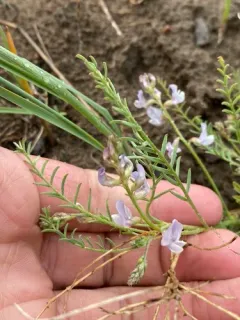 Mulford's Milkvetch thumbnail 1