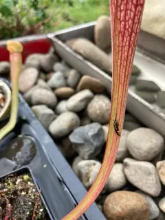 Sulphur Tubic thumbnail 3