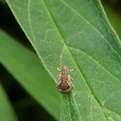 Peach Root Weevil thumbnail 1