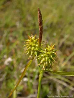 yellow-green sedge thumbnail 4