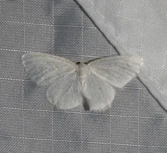 Vestal Moth thumbnail 2