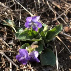 downy blue violet thumbnail 3