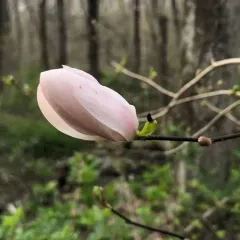 star magnolia thumbnail 4