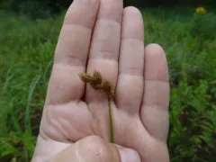 Broadwing Sedge thumbnail 4