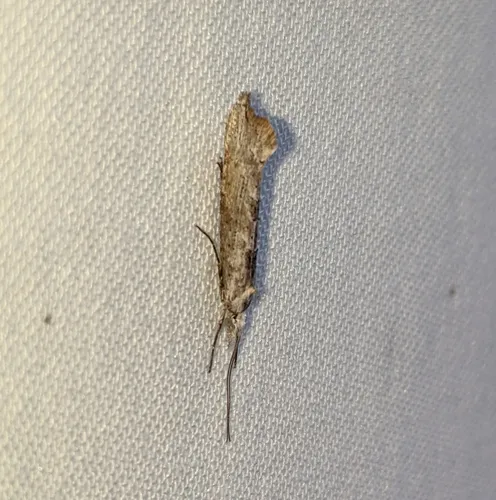 Ypsolopha falciferella
