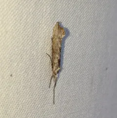 Ypsolopha falciferella thumbnail 1