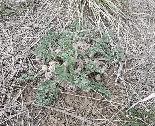 mountain springparsley