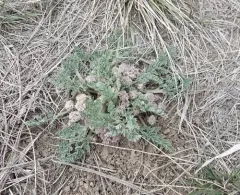 mountain springparsley thumbnail 1