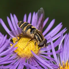 Narrow-headed Marsh Fly thumbnail 3
