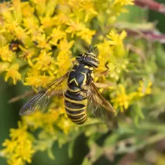 Eastern Hornet Fly thumbnail 2