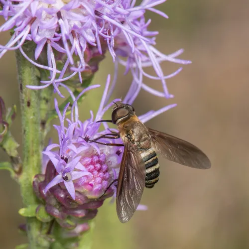 Exoprosopa fasciata