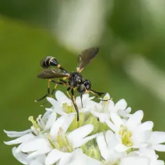 Physoconops obscuripennis thumbnail 2