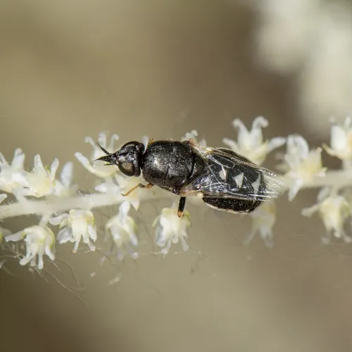 Nemotelus kansensis