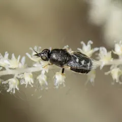 Nemotelus kansensis thumbnail 1