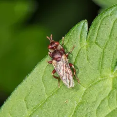 Myopa clausa thumbnail 2
