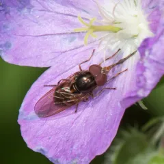 American Snout Fly thumbnail 1