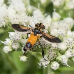 Swift Feather-legged Fly thumbnail 3