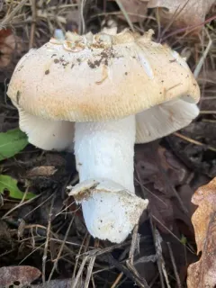 springtime amanita thumbnail 3