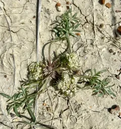 Plains Cymopterus thumbnail 2