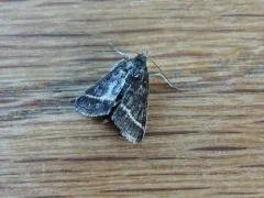 Ostrinia marginalis thumbnail 4