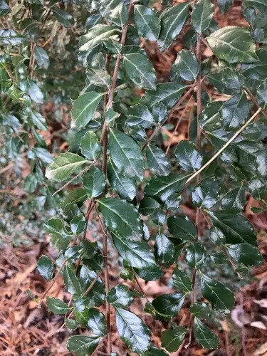 Vanilla tree