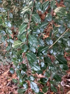 Vanilla tree thumbnail 1
