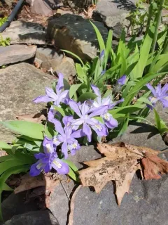 dwarf crested iris thumbnail 3