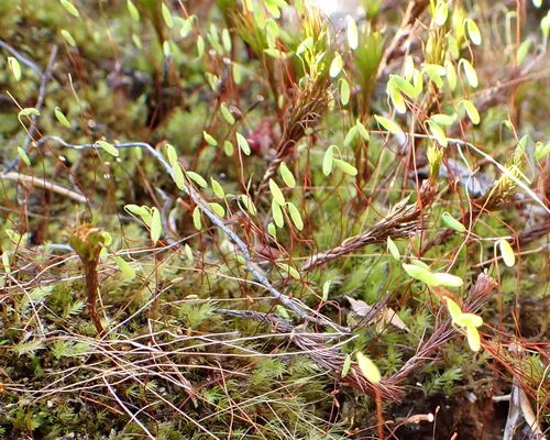 nodding thread-moss
