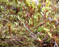 nodding thread-moss thumbnail 1