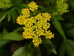 golden Alexanders thumbnail 3