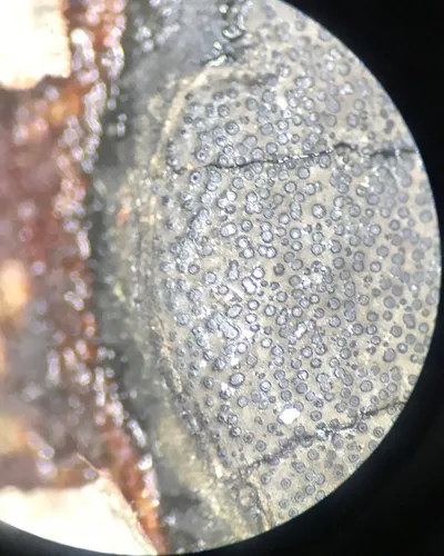 Graphostroma platystomum