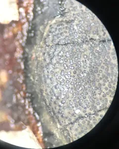 Graphostroma platystomum thumbnail 1