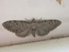 Eupithecia swettii thumbnail 2
