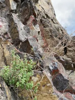 California Brickellbush thumbnail 1