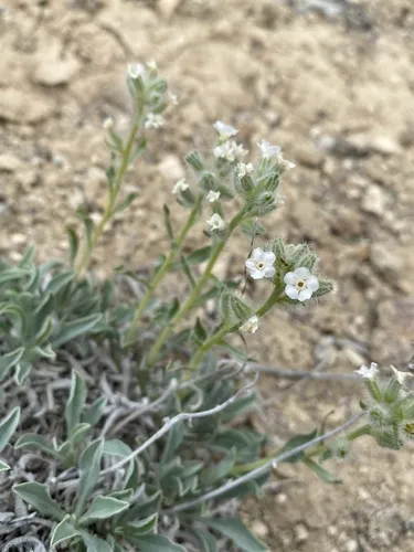 Malheur Cryptantha