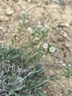 Malheur Cryptantha thumbnail 1