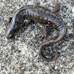 Eastern Tiger Salamander thumbnail 3