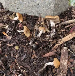 Psychedelic Ovoid Mushroom thumbnail 2
