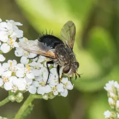 Hornworm Tachinid Fly thumbnail 3