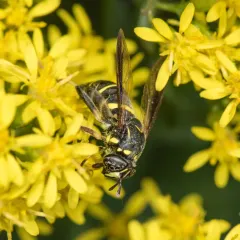 Four-lined Hornet Fly thumbnail 2