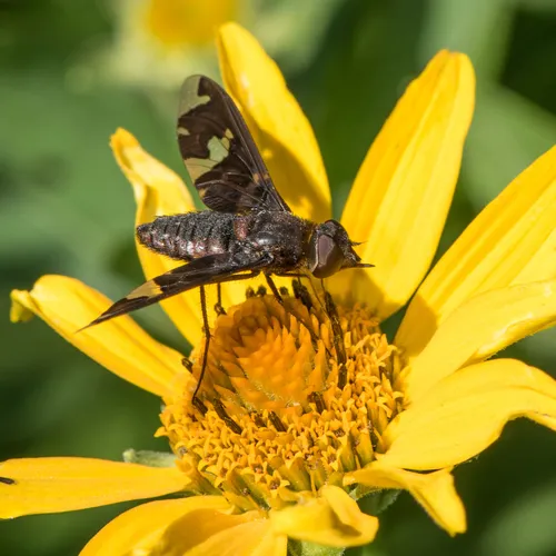 Adorned Bee Fly