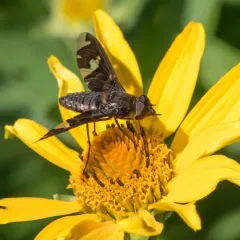 Adorned Bee Fly thumbnail 1