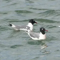 Franklin's Gull thumbnail 3