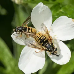 Wasp-like Falsehorn thumbnail 2