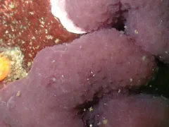 Eudistoma purpuropunctatum thumbnail 2
