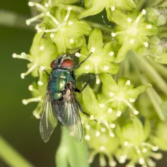 Common European Greenbottle Fly thumbnail 4